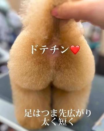 桃尻カットの犬さん、思わず二度見「もふもふのプリケツが可愛すぎる！」