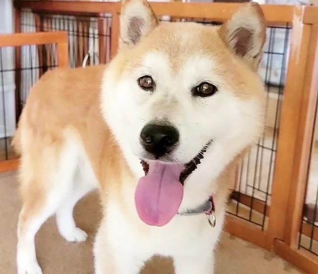 12歳という実年齢よりも若く見える保護犬・けんしんくん