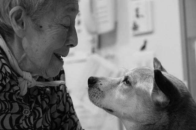 老人ホームの入居者を看取り続けてきた犬、文福（画像提供／石黒謙吾）