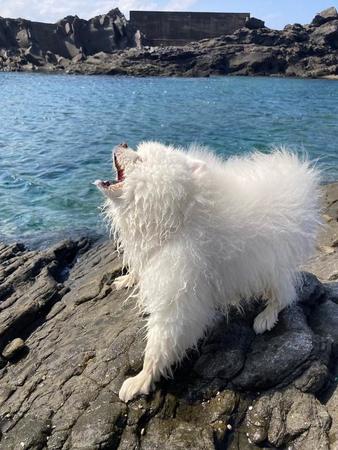 海に吠える犬「まさかポメラニアンから狼を感じる日が来るとは」　ワイルドな姿に反響