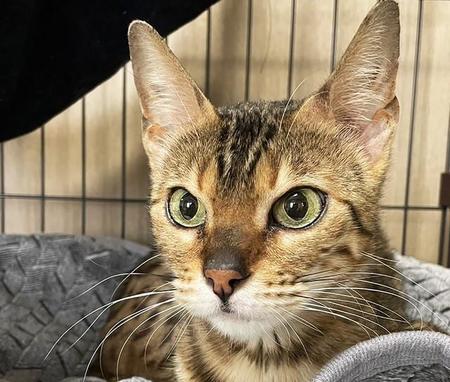 劣悪環境から救出されたベンガルの保護猫　凛としたたたずまいに誰もがメロメロ　幸せとめぐりあえたよ