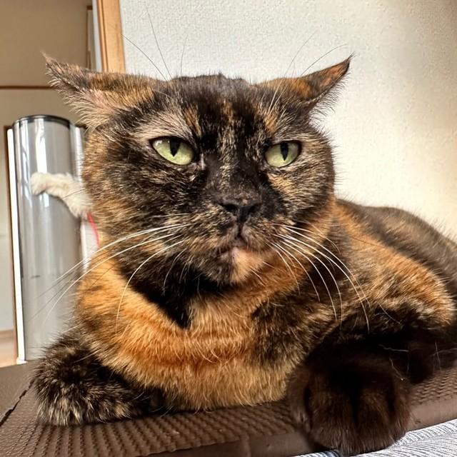 お母さんだけお出かけなの＝sabinyan.cocoaさん提供