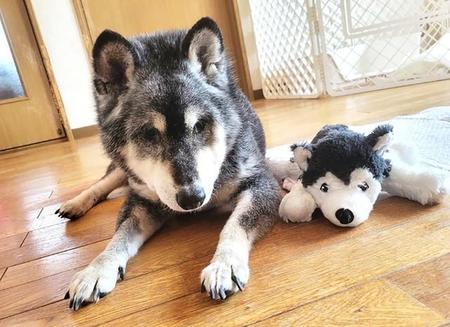 元飼い犬とおぼしき保護犬、サンちゃん