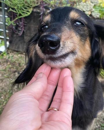 「何か諦めているように力なく」離婚で飼育放棄され転々としたダックス　ハゲにマダニも…から6年、新たな家族と穏やかに