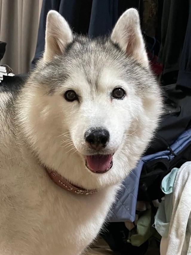 【ビフォー写真】シャンプー前日のハスキー犬、シルビアちゃん。癒し系の笑顔が可愛い♡（画像提供：ハマジさん @xxhama2）