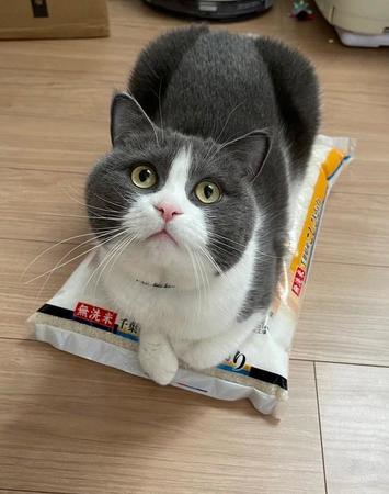 全米が泣いた！？「米袋」に座る猫→「研ぐなよ、絶対に研ぐなよ！」大惨事の予感にこの後どうなった？「それ無洗米やから！」