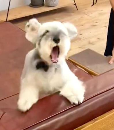 「歓喜の叫び！？」ママのお迎えに気づいた犬さん　予想外の第一声に驚き「表情が最高」