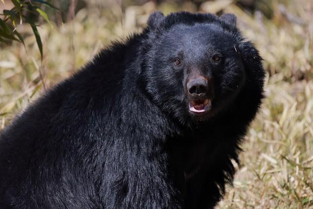 目撃情報が多すぎて新潟の「クマ出没マップ」が大変なことに… 「駆除で