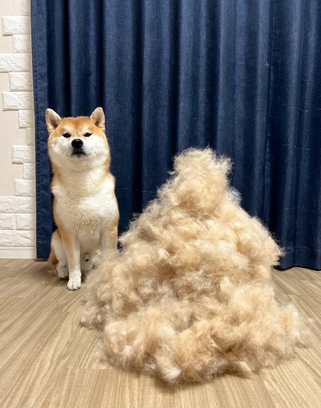 もはや本人よりも毛のほうが大きいのでは…（飼い主さん提供）