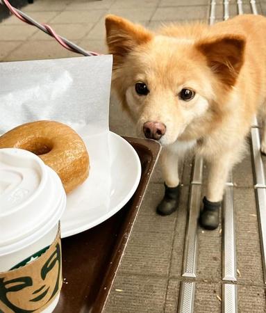 スタバで。クンクン、美味しそうだな＝hana_shiba_dogさん提供