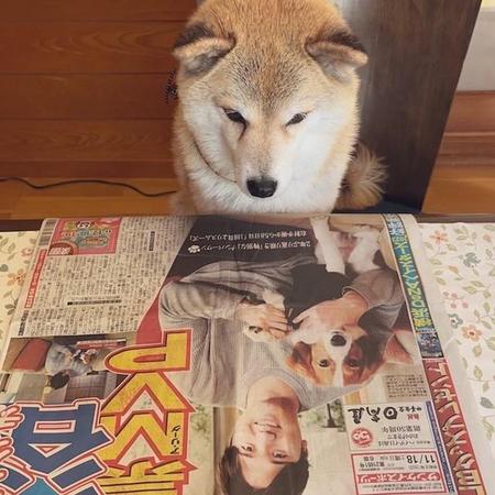 「この子が今話題の犬か…」世界的人気の「柴犬」に強敵出現！「対抗心がメラメラ」「大谷さんちの子になりたい」