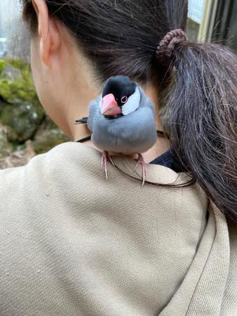 いきなり文鳥が飛んできて肩に止まった！「寒かったのかな、服の中に」飼い主は見つかった？