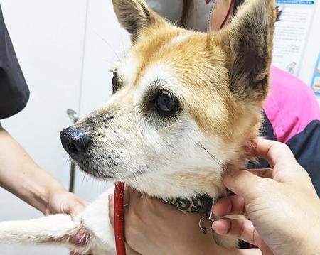 工業地帯を彷徨っていたところを捕獲されたメスのミックス犬・まるみ