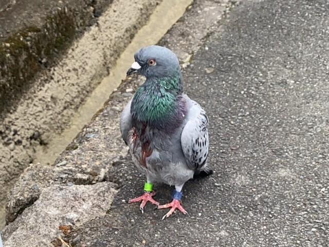 路上で身動きせずにじっとしていた伝書バト（画像は人見さん提供）