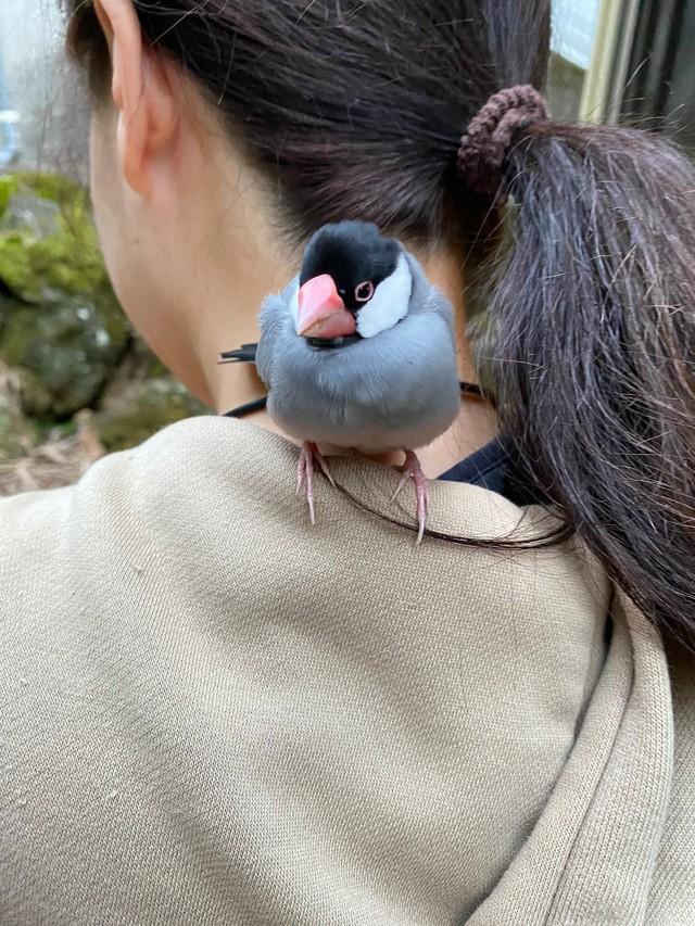 突然肩に乗ってきた文鳥さん（提供：アポロ工房さん）