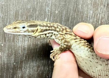 「無断で送るのはやめてください」動物園に届いた段ボール箱、中にはトカゲが…園長が怒りの投稿「死ぬところだった」