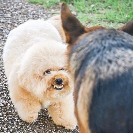 【ビフォーアフター】大型犬にケンカを売る犬さん、トレーニングを受けたら→「やんのか！」からの成長ぶりに感動