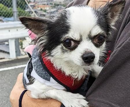 高齢の飼い主が無念の決断　悲しい別れを経験した9歳超のチワワ　新しい家庭を待っています