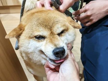 「あまりにひどい」　保護団体スタッフも涙したプレハブ小屋の繁殖現場　救出された柴犬の人懐っこい性格が幸せを運んだ