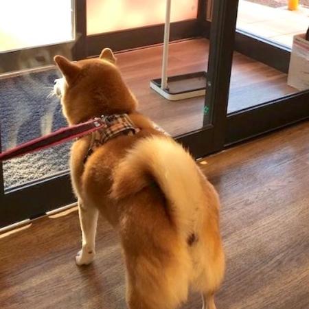 柴犬「逃げられ…ない」動物病院の「対策」に絶望する犬「ガラスに写る虚無な表情」に爆笑