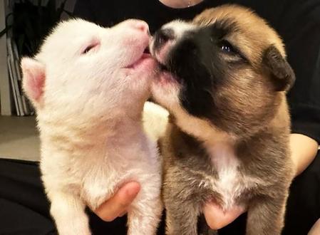 食べるの大好き！いつも一緒の子犬きょうだい　幸せのため別々の道へ　再会の日まで元気にいてね