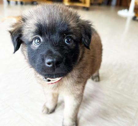 ミルクをうまく飲めなかった子犬　ヤンチャに成長　自由奔放キャラを受け入れてくれる家族とめぐりあった