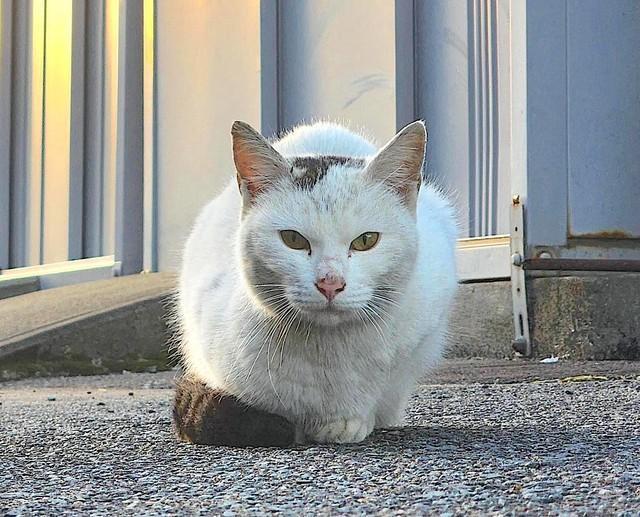 保護される前の野良猫だったとき、鋭い表情の真白ちゃん（提供：人生はねこだらけ【動物愛護団体キーテイル】さん）