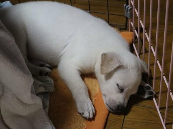 柊さんが「初めて預かった」という小犬。野犬の子とは思えないほど人に良くなついていた