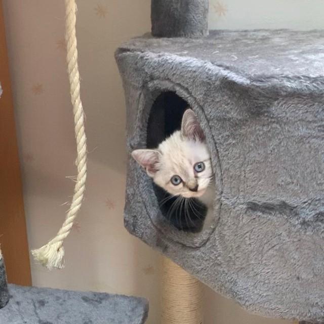 【ビフォー写真】保護した時はふわふわの白い被毛とブルーアイズが特徴的な子猫さんでした（画像提供：天使 こめさん）