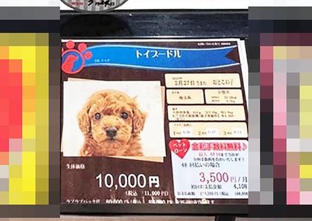 破格の安さの「1万円」　ショーケースのトイプードルはあきらめたような表情をしていた　売れなかった犬たちの行き先は