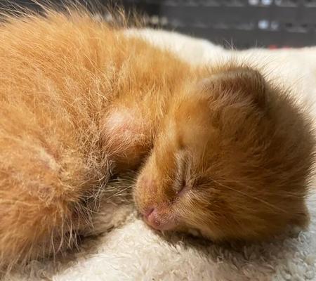 大阪のとある街のビルとビルの間に、生まれて間もない子猫が挟まっていました