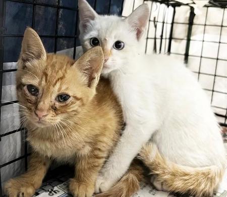 エサを目当てに玄関先に現れる親子猫　幸せになってもらうために　雨中の捕獲で起きた小さな奇跡