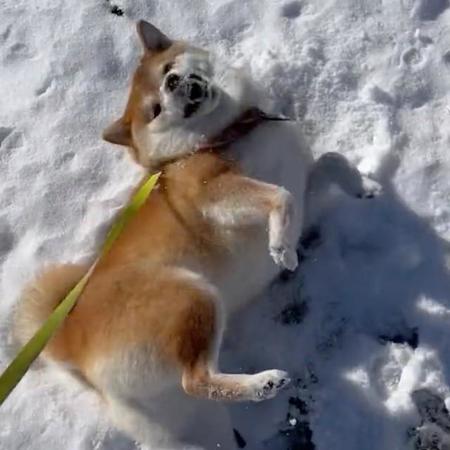 柴犬「冬が来ましたぁ！」積もった雪に全身ゴロゴロ　「ハシャギすぎでしょ」「雪も悪くないわね」