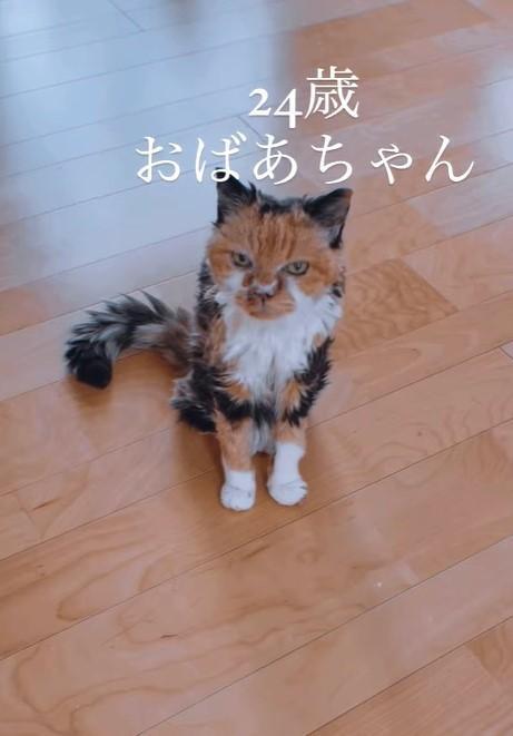 実家で母親と暮らす24歳の高齢猫が話題に（comsanさん提供、Instagramよりキャプチャ撮影）