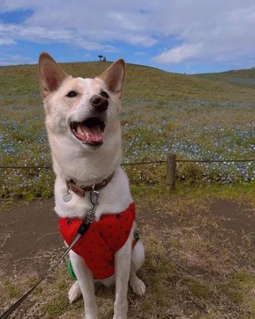 「困っている犬を助けなさい」　両親の教えで家族に迎えた保護犬　君がいるだけでわが家が穏やかになったよ　