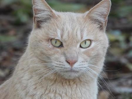 千葉・JR直結商業施設の女子トイレに猫の死体見つかり警察が捜査（photoACより「せんにちこう」さん撮影、イメージ画像）