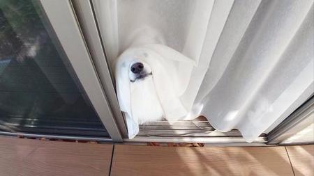 季節はずれの「オバケ犬」が！飼い主の庭仕事を応援する可愛いゴーストわんこに「毎日がハロウィン」