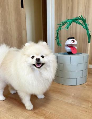 「うちの犬、真上から見ても可愛い」まん丸シルエットに悶絶「綿あめが落ちてる」「抱きしめたい」