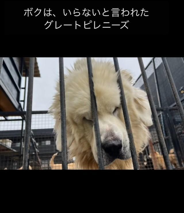 元飼い主から飼育放棄されたグレートピレニーズ犬を保護した愛犬家のエピソードが話題に（グラ家さん提供、Instagramよりキャプチャ撮影）