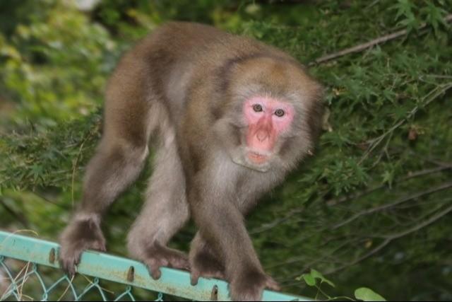 柿の実が熟す頃になると…（イメージ写真）