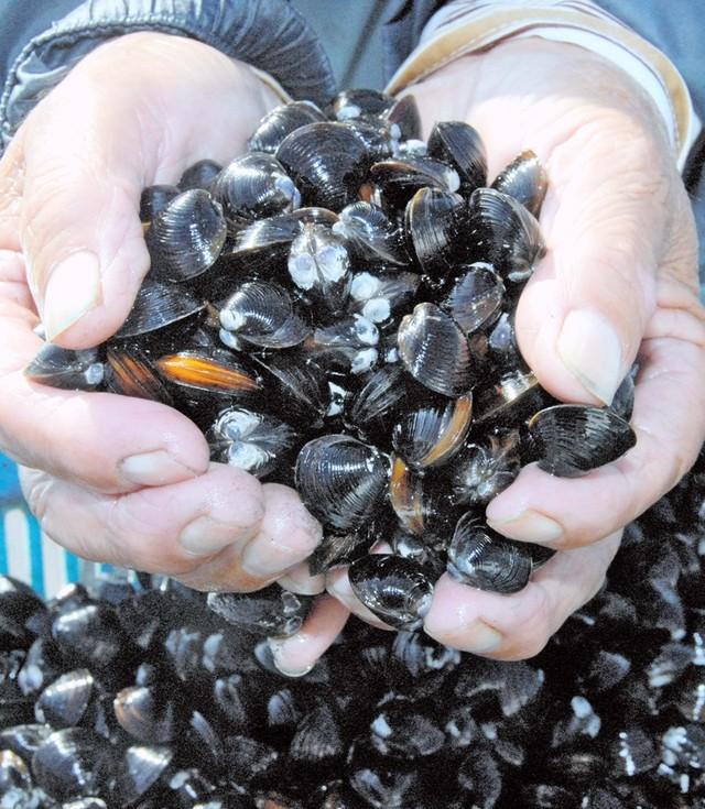  宍道湖の特産ヤマトシジミ