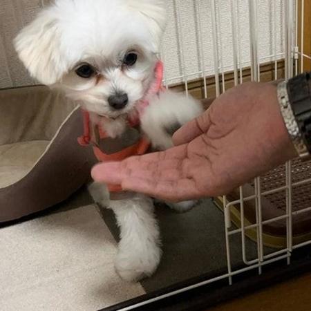 飲まず食わずでやせ衰えた子犬 繁殖業者「引き取って」羽田空港で尻尾振る子抱き締め「一生面倒見る」