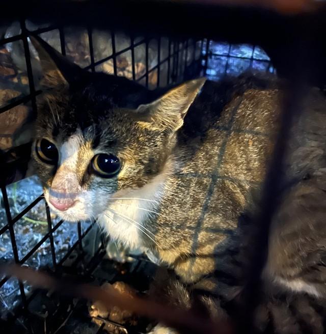 民家のない餌場で保護された猫のセレちゃん(築港猫倶楽部さん提供)