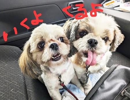 過酷な環境を生き抜いた2匹のシーズー　保護団体スタッフにすりすりする甘えん坊　幸せな第二の犬生へ第一歩を歩み始めた