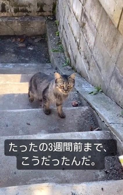 家の庭に姿を現した母猫を保護し、家猫になるまでの3週間を撮影した動画が話題に（ニャンディモリさん提供、Instagramよりキャプチャ撮影）