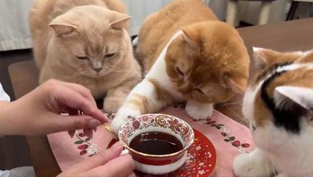 お母さんにコーヒーを飲ませない猫たちが話題　「凄い圧だ」「絶対に飲ませたくにゃい」