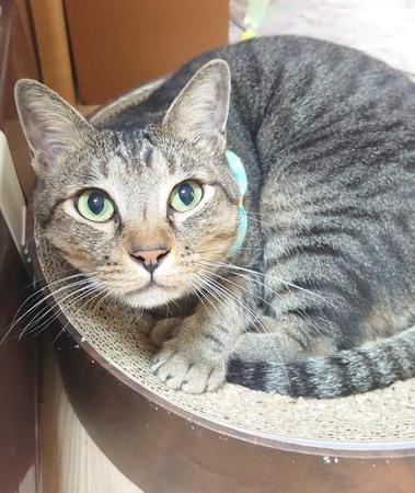 人間の勝手な都合で振り回される保護猫よ、どうか幸せに　今も人を信じる甘えっ子