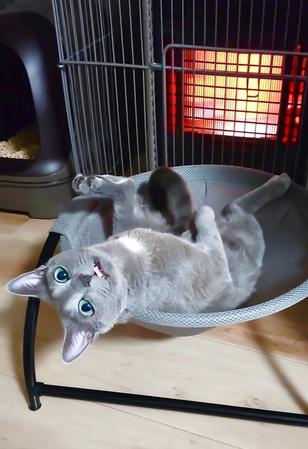 ストーブの前で暖を取る猫ちゃん（TAKUMI™@takumitoxinさんのX投稿より）