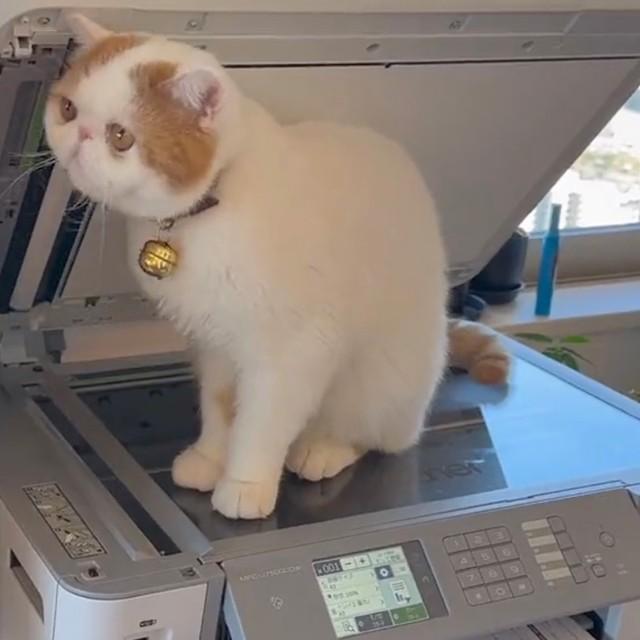 次の資料を取りに行っている隙に、ちゃっかりコピー機に乗っていたひるねくん（動画からキャプチャー／提供：エキゾのきなこさん。 @miikomaple）