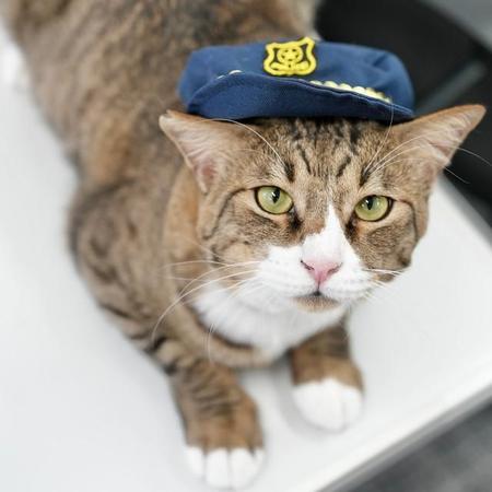 漁港に捨てられていた猫がタクシー会社の看板猫に！持ち前の人なつこさを活かし、乗務員の安全運転を見守る「交通安全推進員猫」として活躍中